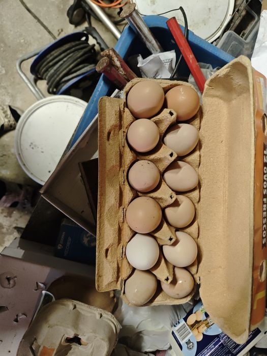 Vendo casal de  canários vermelhos e um mandarim macho também vendo ovos de galinha caseira e  de galinha Angola para chocar