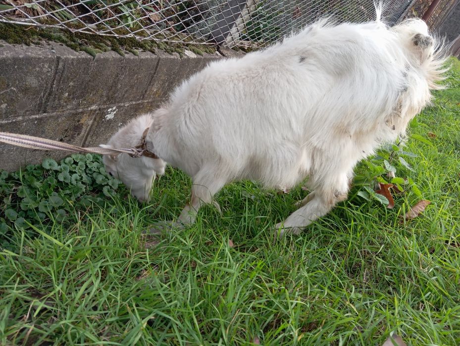 Кози, молоді, хароші