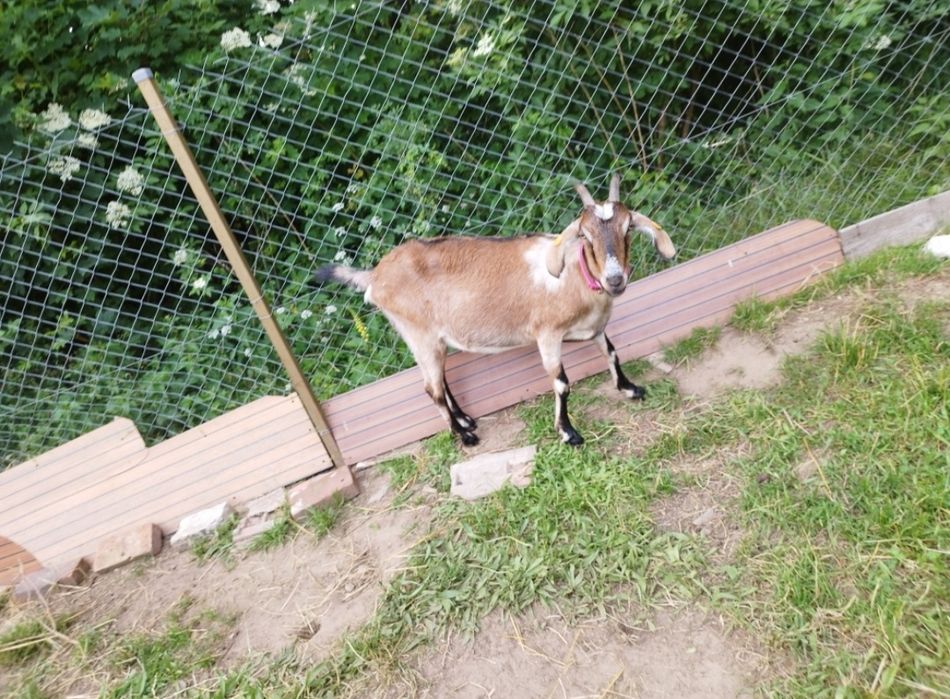 Kozy koziołki czpki