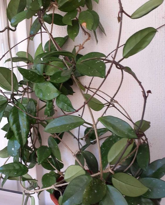 Trepadeira flor-de-cera com 2 pés e vários metros