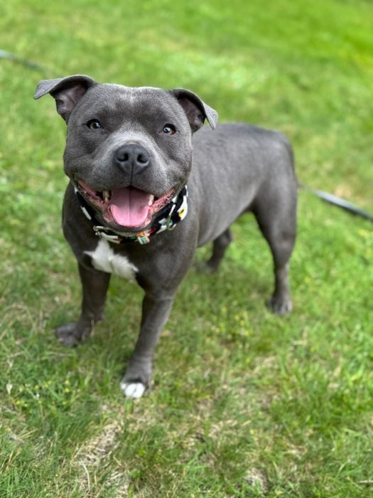Staffordshire Bull Terrier