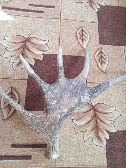 Роги Лося. Торг.