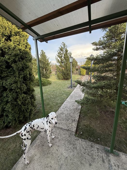 działka ROD, ogródek działkowy- Rodzinny Ogród Działkowy Róża w Słupcy - Widok 4