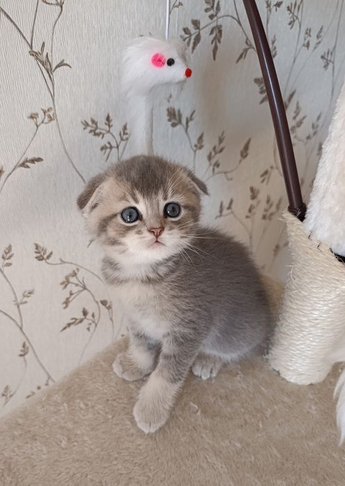 Ексклюзивне шотландське висловухе кошеня — Блакитне Золото!