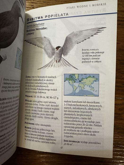 Podręczny leksykon ptaków.