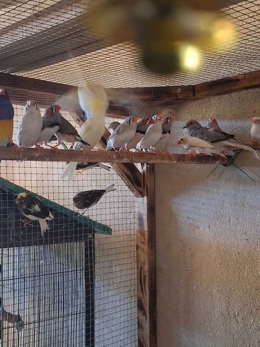 Animais para voarem para outras quintas