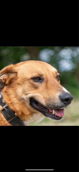 Dolly, porte grande, para adoção responsável