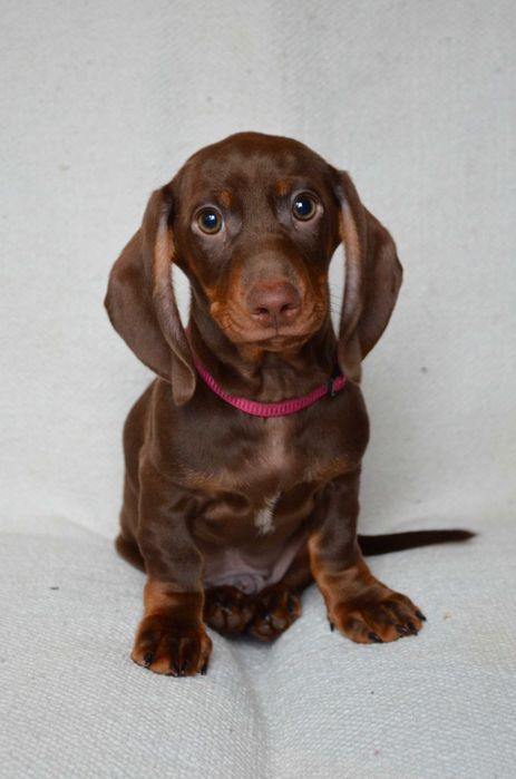 Jamnik czekoladowy - piesek