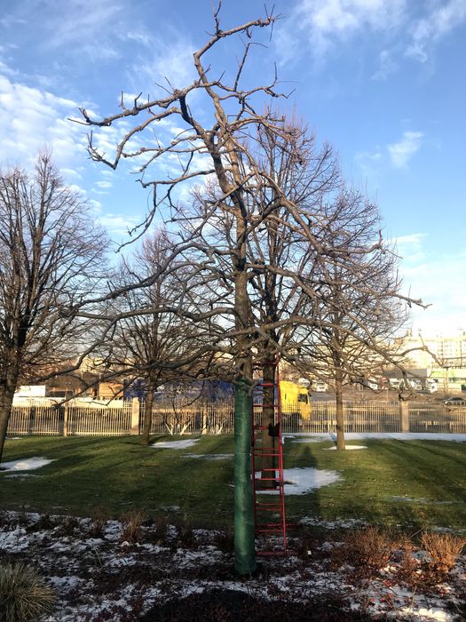 Обрізка дерев Київ | Плодові та декоративні