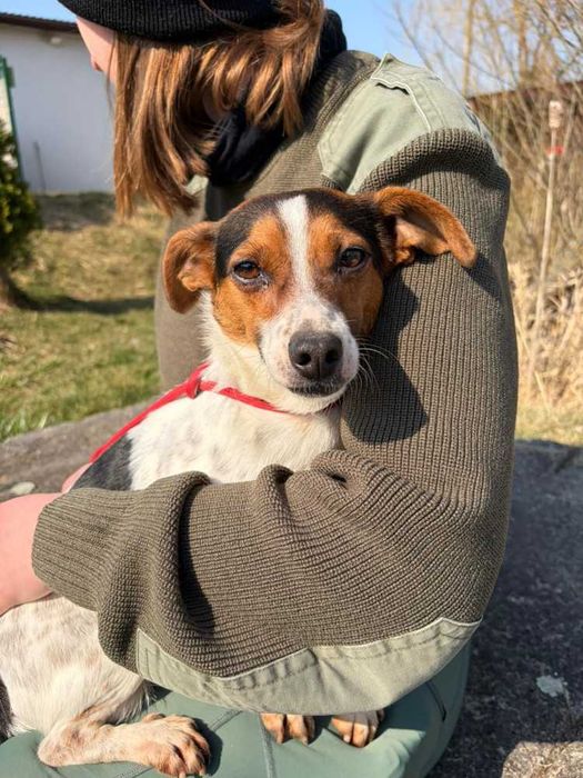 097100 Archie do adopcji.