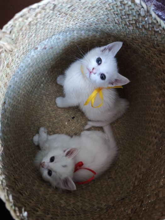 Білі кошенята котеня турецька ангорська чистокровні котик кішка