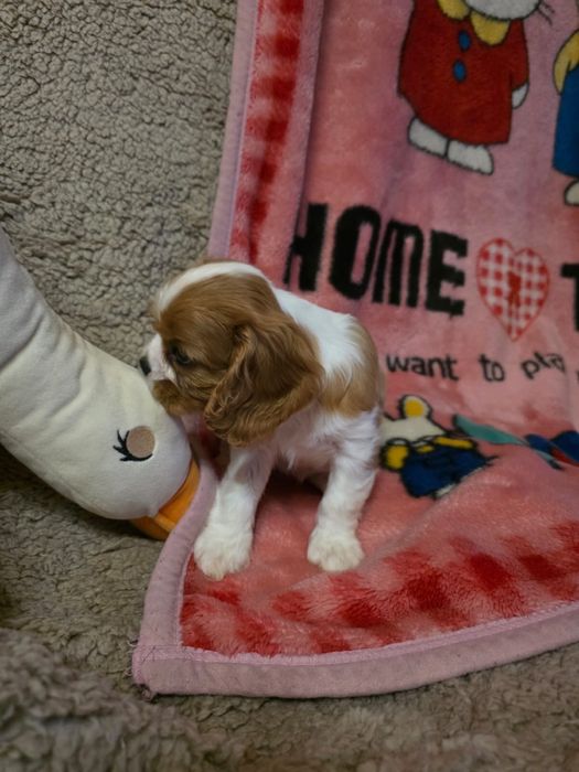 Cavalier King Charles Spaniel / sunia