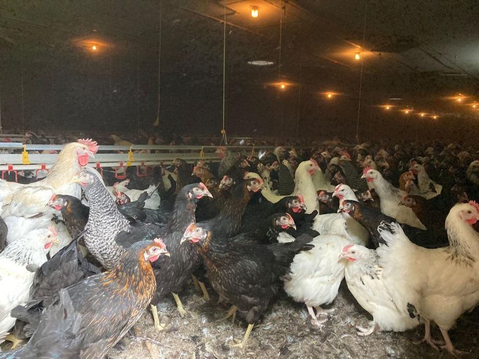 Kury Nioski Rosa, Leghorn 24 tygodni z Wysyłką!