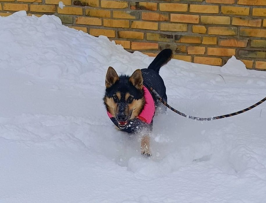 Malutki psi ideal do adopcji