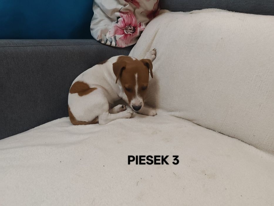 Piesek Jack Russell Terrier