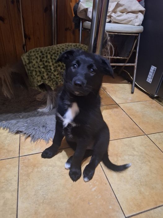 Малышка Мира ищет любящих хозяев.