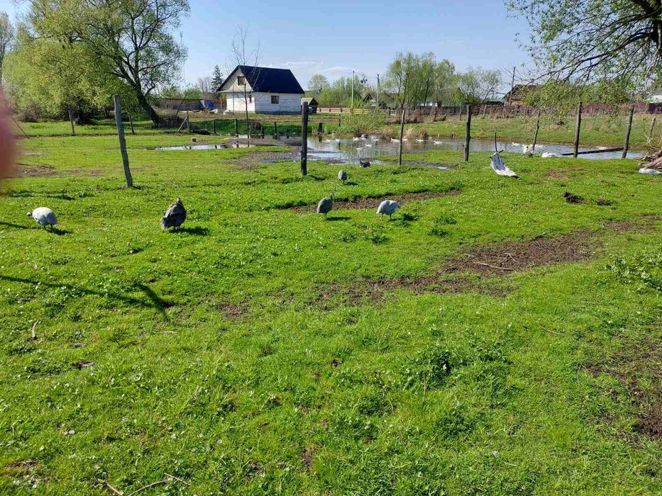 Інкубаційне яйце цесарок