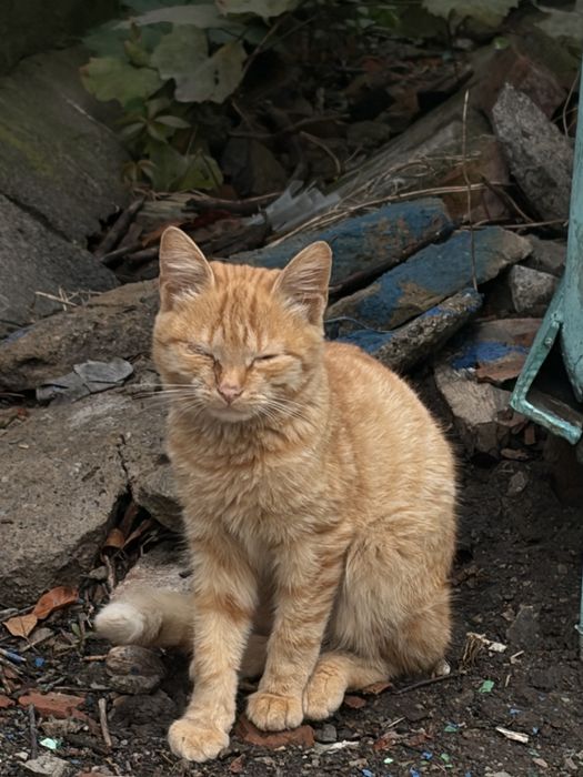 Віддам котів в хороші руки