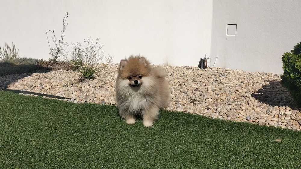Lulu da Pomerânia macho com LOP (Pedigree) e Afixo