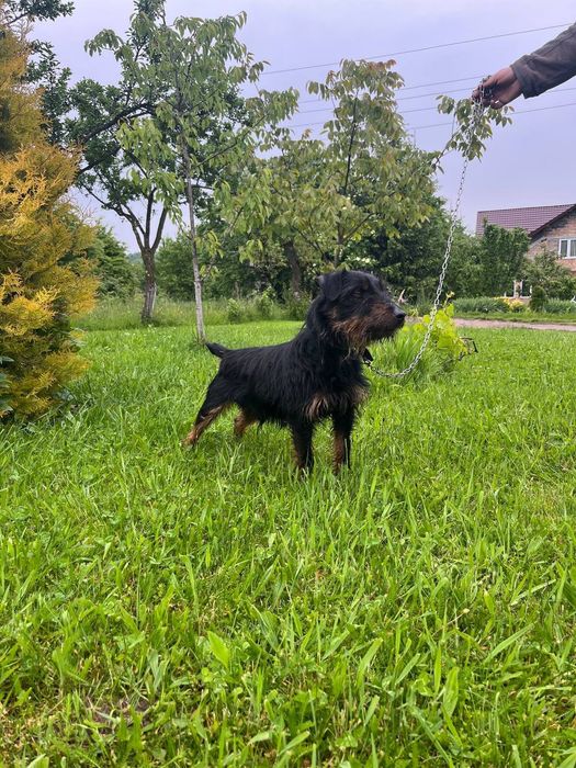 Продам  жорсткого ягтерєра