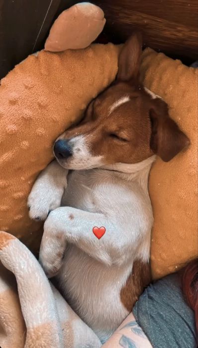 Джек рассел терьер