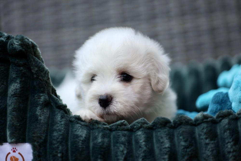 Coton de Tulear ZKwP