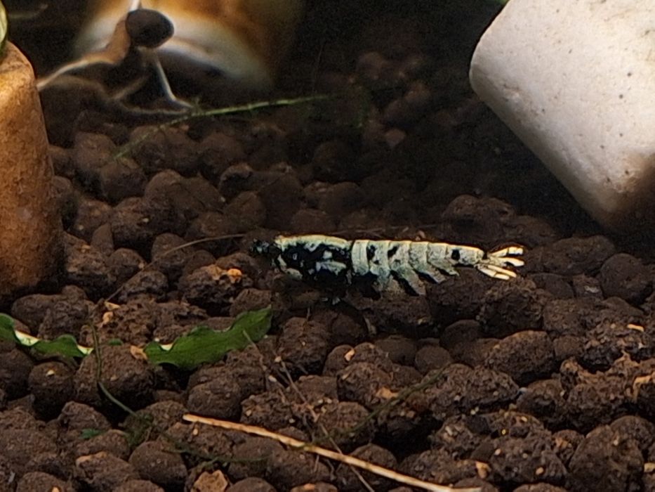 Akwarium z krewetkami Galaxy