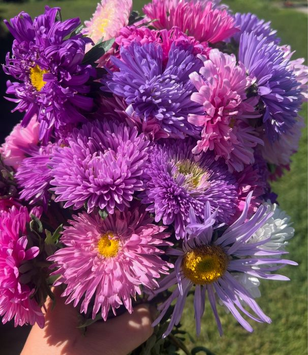 Насіння айстр  пропоную