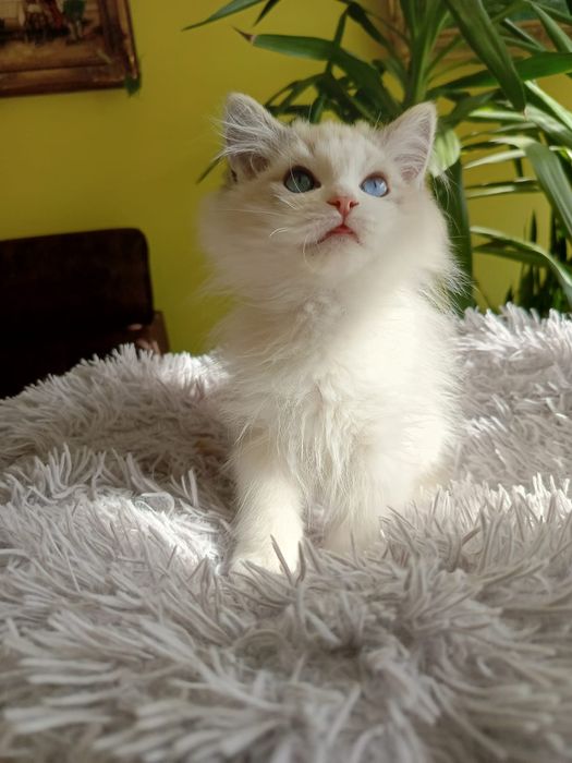 Kocurek Ragdoll, Międzynarodowy Rodowód FPL