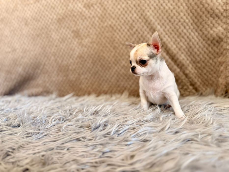 Chihuahua malutki uroczy chłopczyk