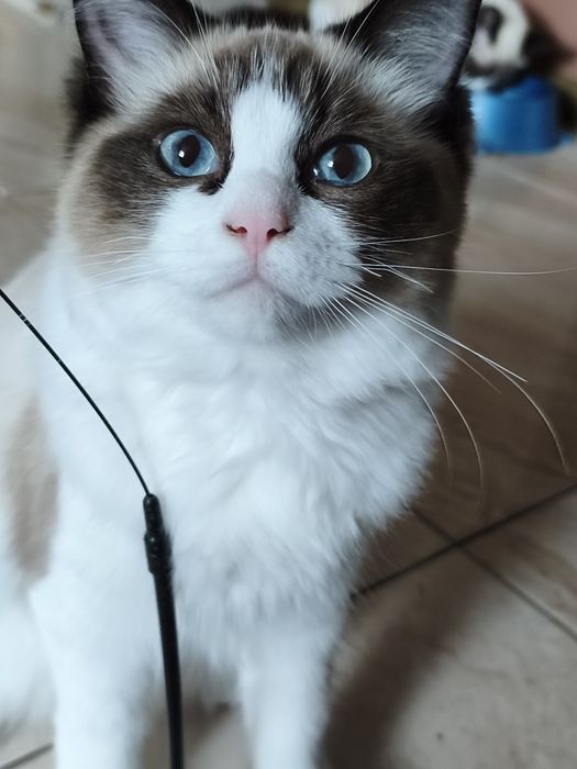 Ragdoll kotka rodowód w FPL
