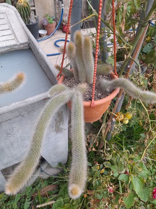 Vendo rabos de macaco