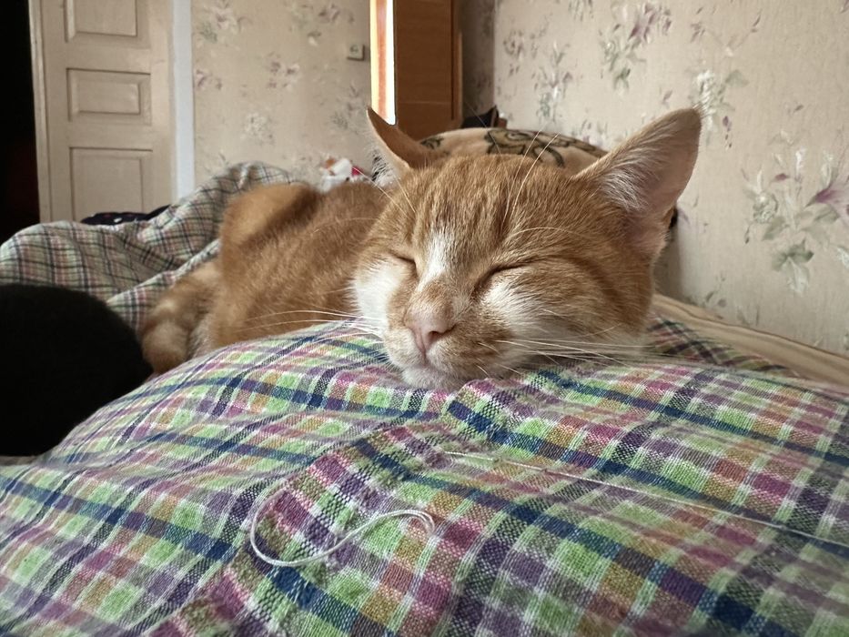 БЕЗКОШТОВНО Рижий котик в добрі руки