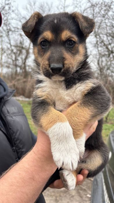 Віддам в добрі руки цуценят вівчарки