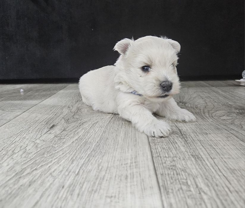 West Highland White Terrier