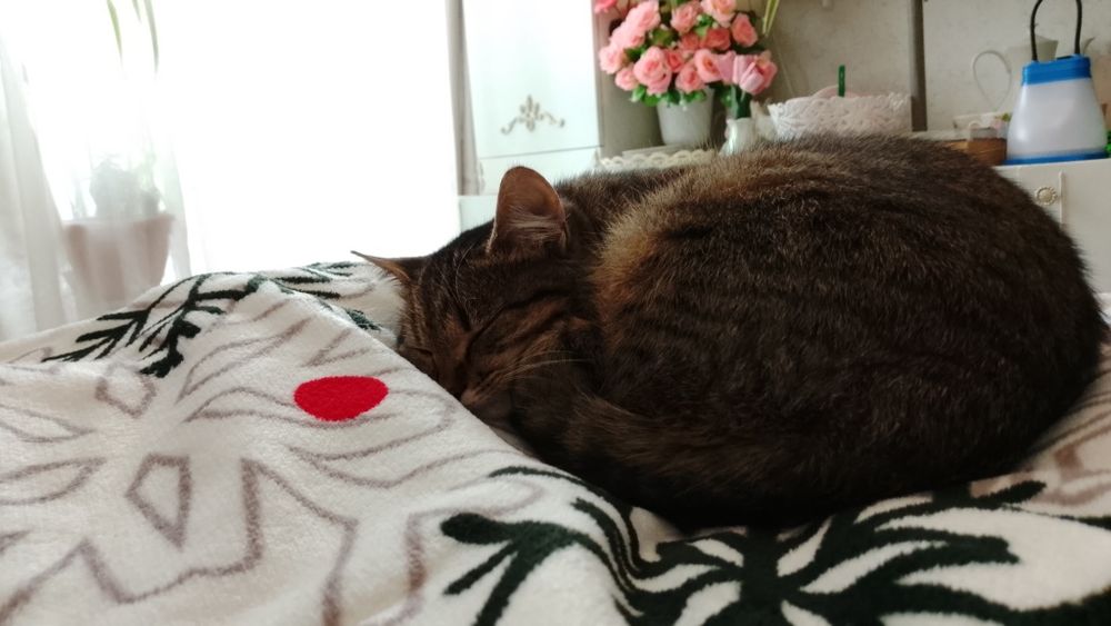 Кошка в добрые и ответственные руки бесплатно