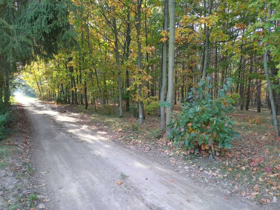 Działki budowlane okolice Dąbrowy Zielonej - Widok 2