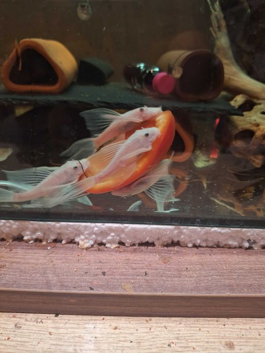 Zbrojnik L144 snow white long fin welonowy glonojad