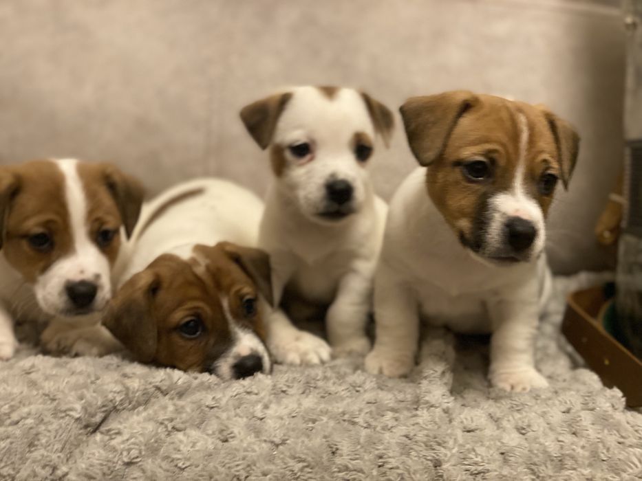 Джек-рассел терєр цуценята,  активні здорові