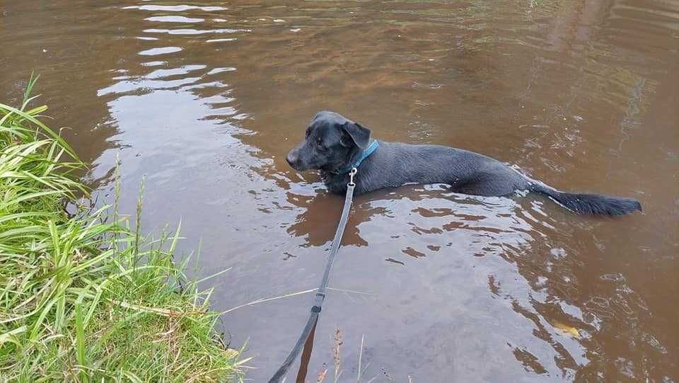 JOGIN - przyjazny, łągodny, wesoły. [FILMIKI]