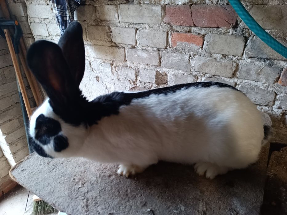 Samiec samczyk srokacz niemiecki