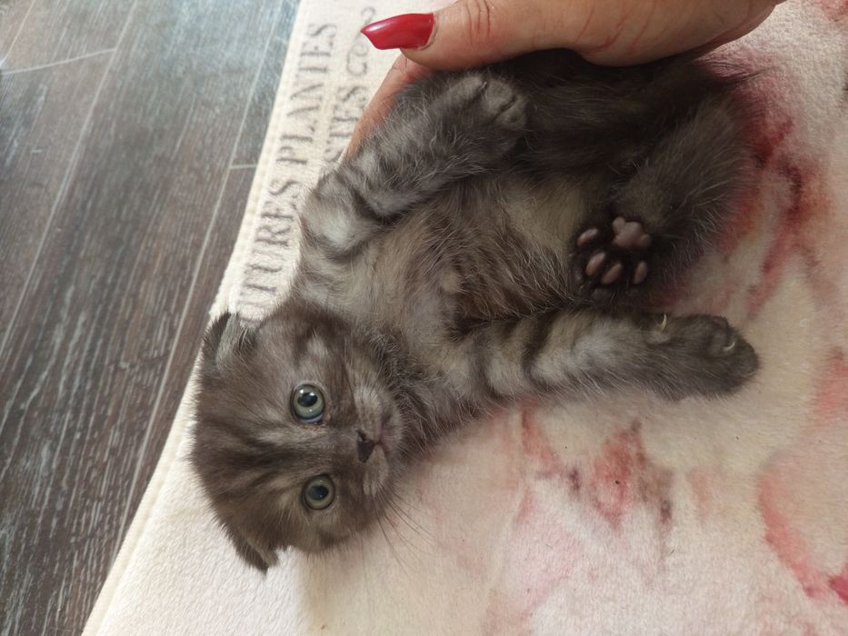 Кошенята Скоттіш фол