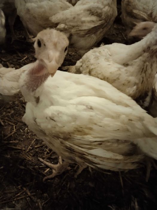 Indyki odchowane białe indory indyczki