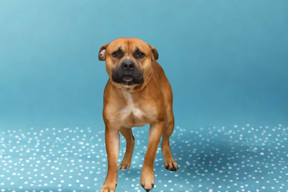 Pies Nr 17/26 DROGO Schronisko Psikot Chorzów