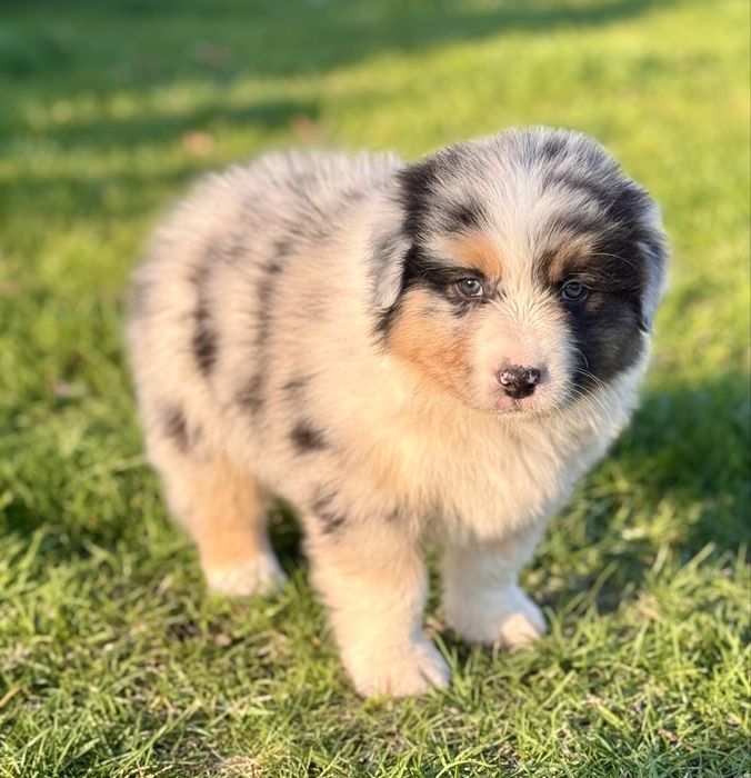 Owczarek Australijski, Aussie , piesek ZKwP