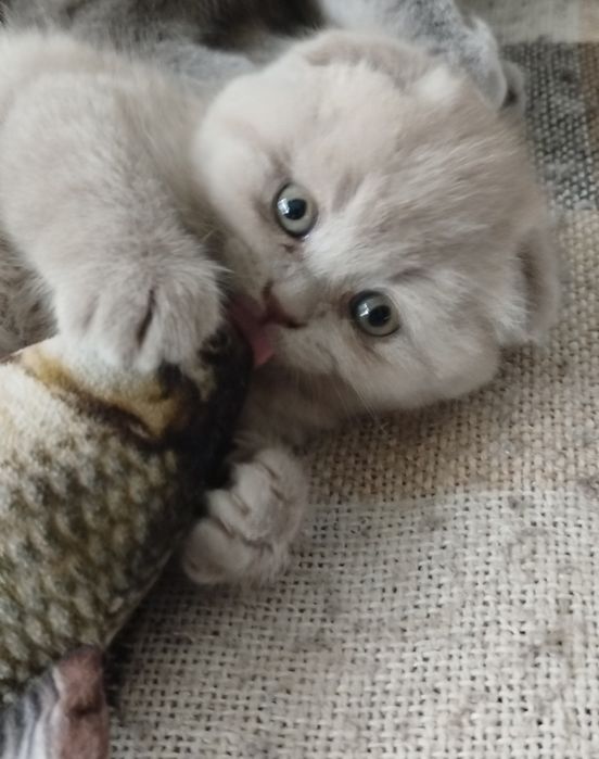 Клубочки щастя...