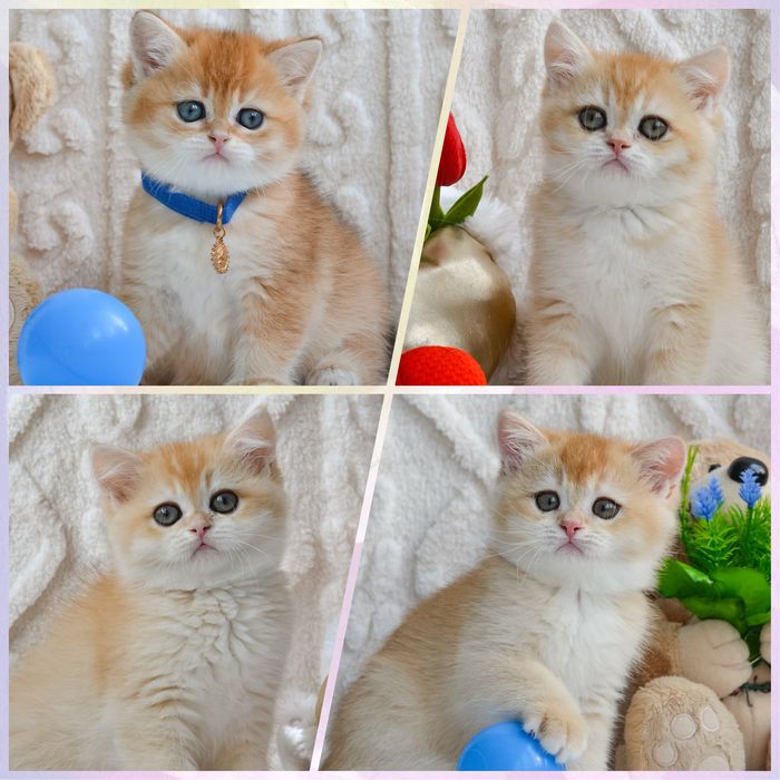 Кошенята золоті шиншили