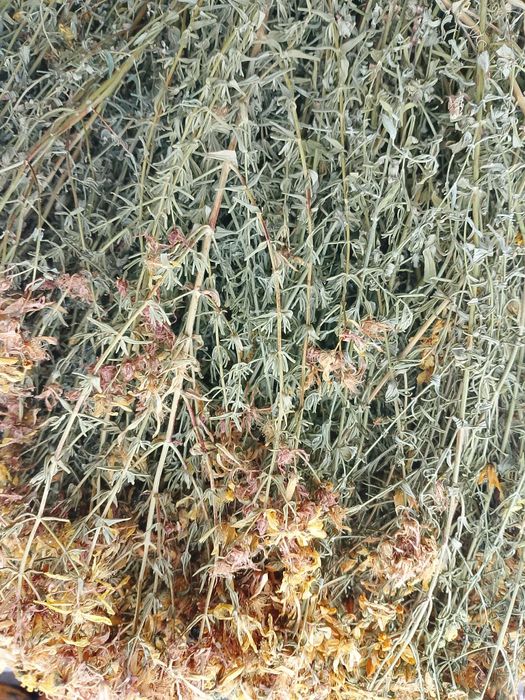 Продаю лікарські рослини: звіробій, парило, грицики, лист кульбаби