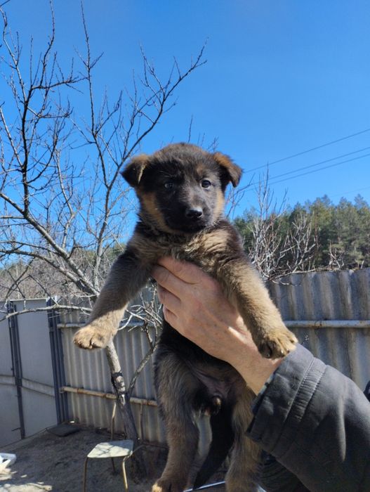 Щенки немецкой овчарки