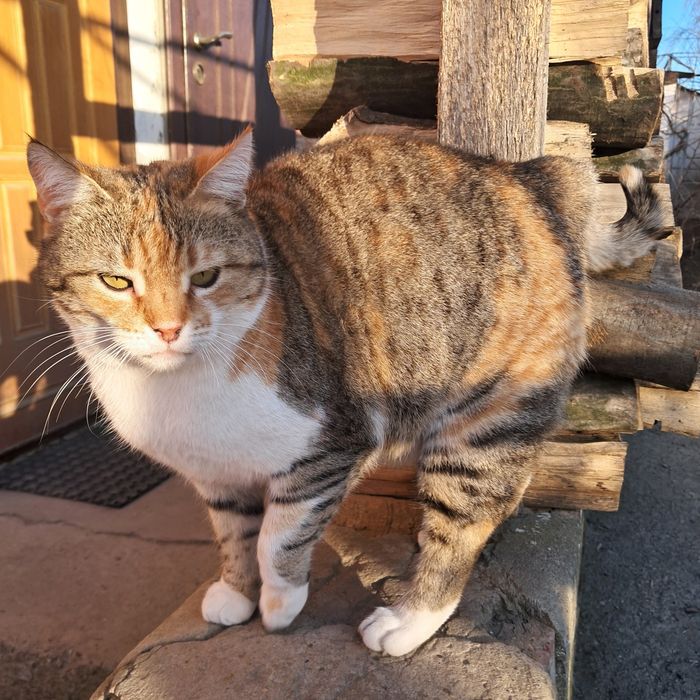 Триколірна кішечка